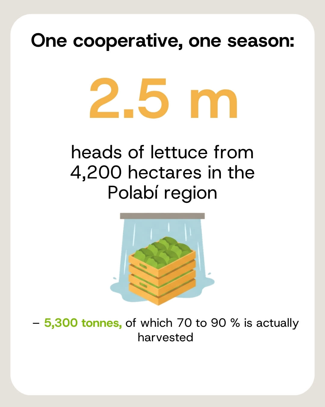 One cooperative harvests 2.5 million heads from 4,200 hectares